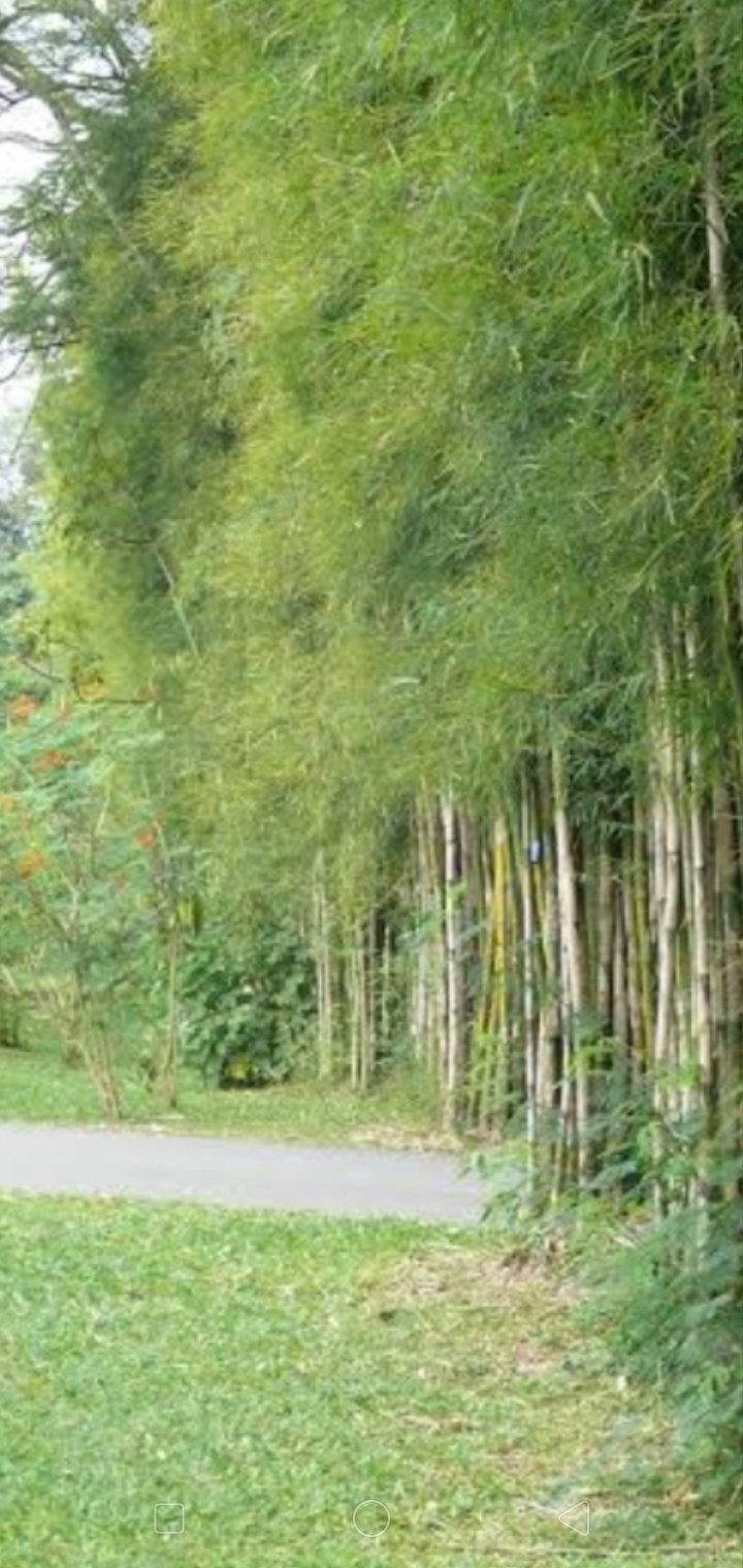 Path screen