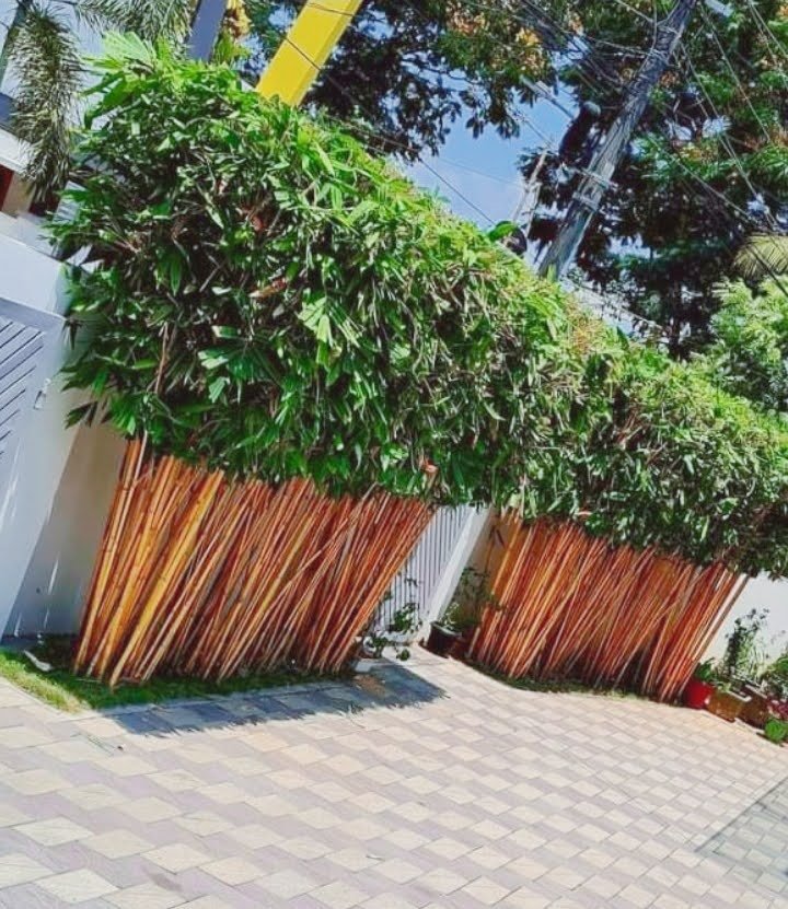 Box hedge