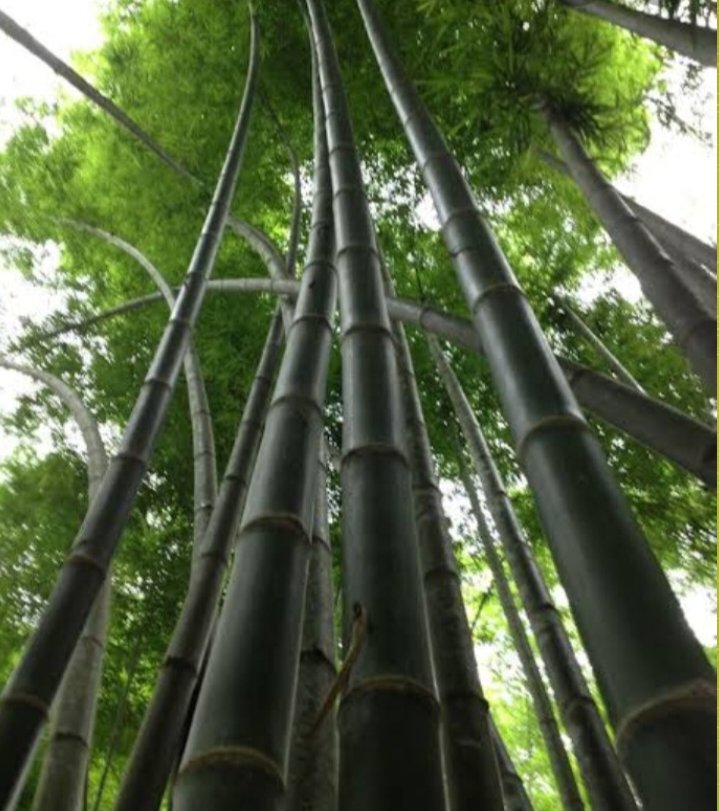 Canopy