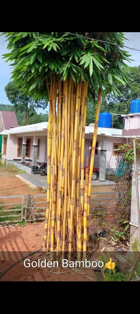 Tied garden clump