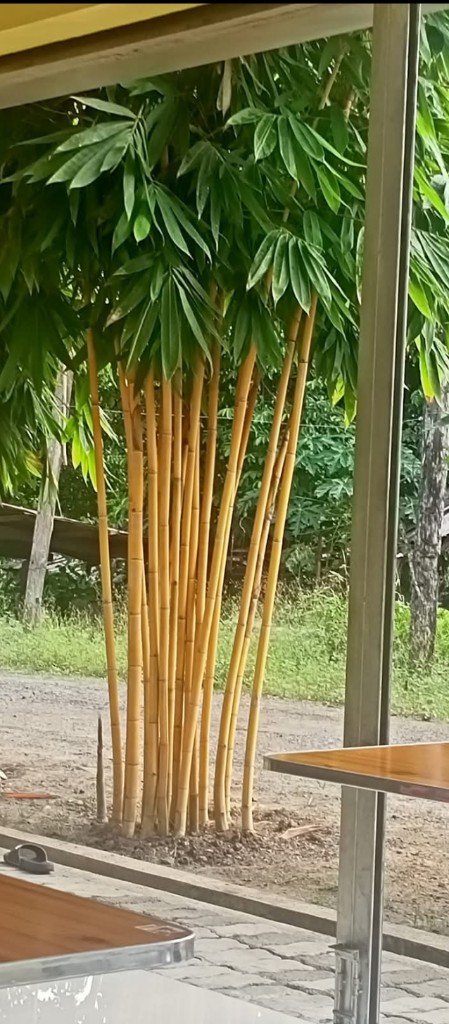 Yard clump