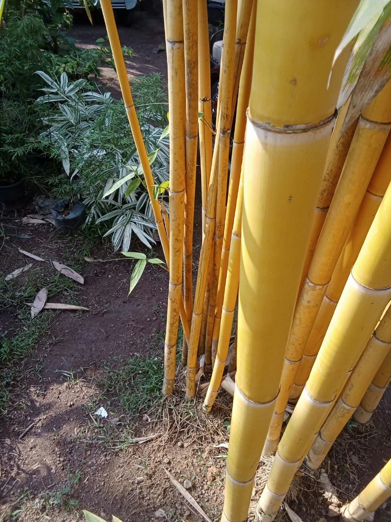 Yellow culms