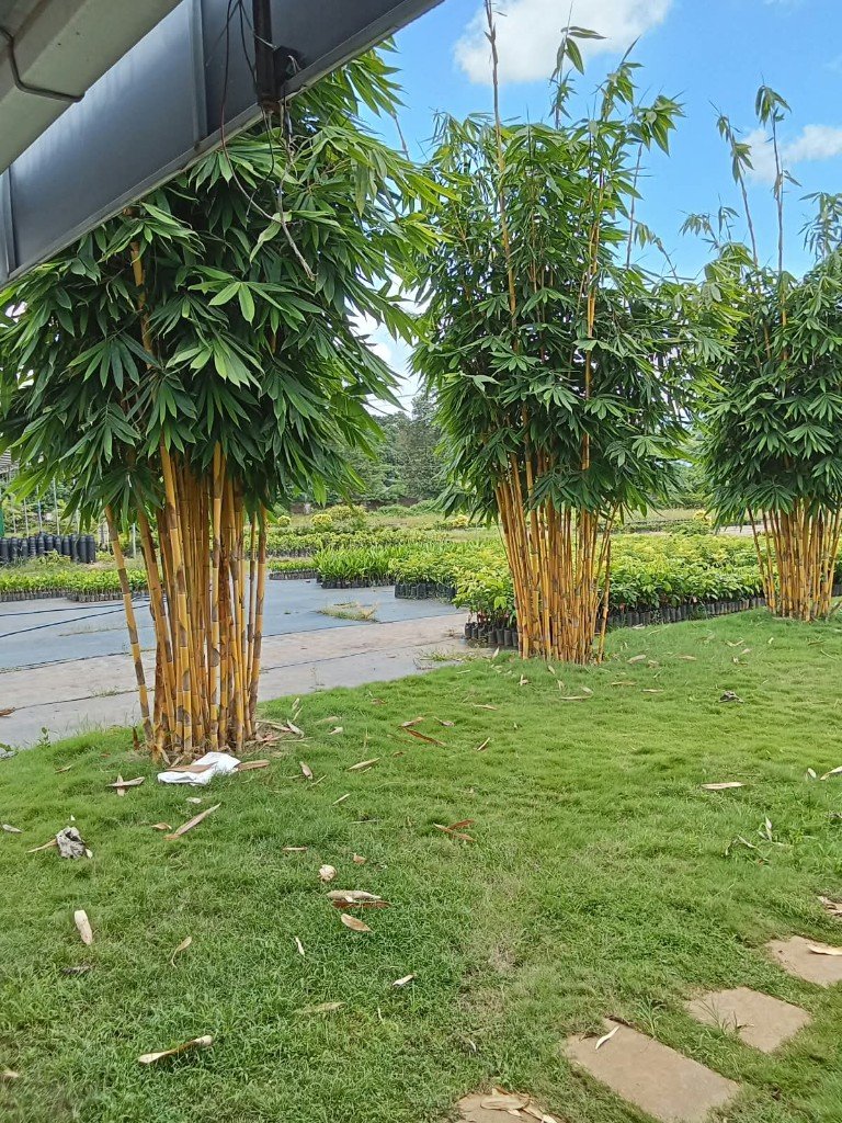 Nursery clumps