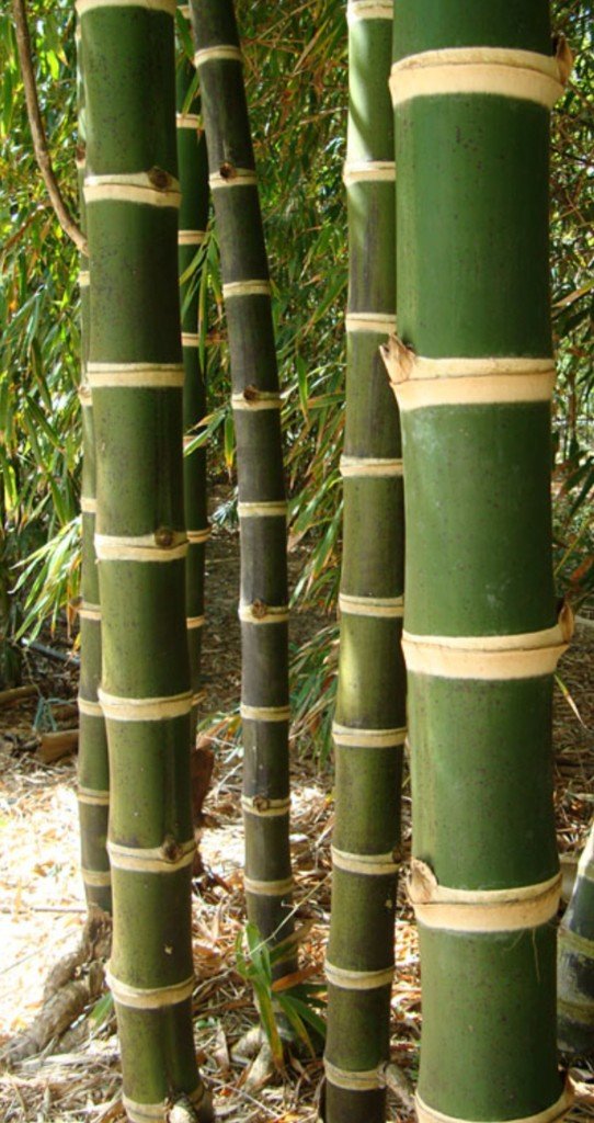 Gouda bamboo