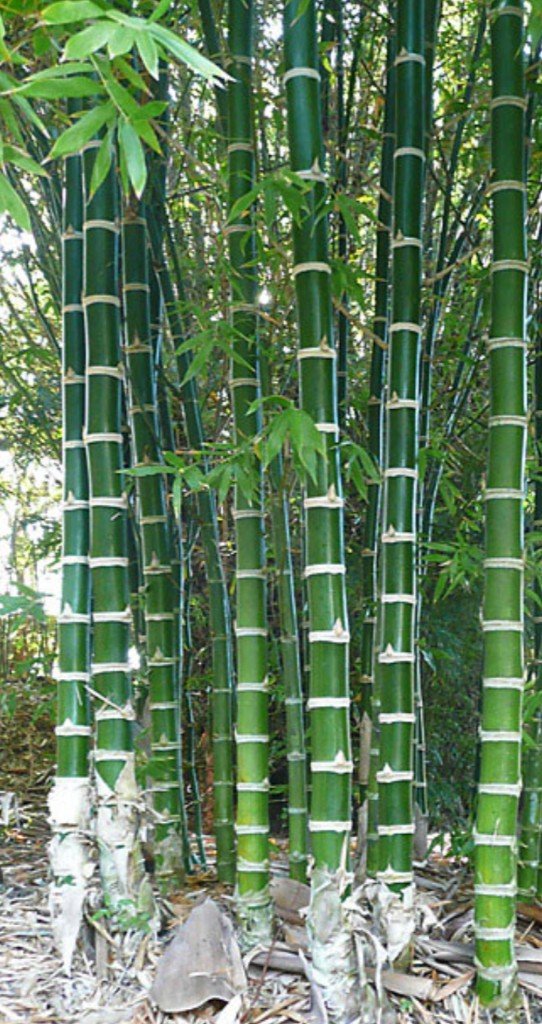 Gouda bamboo clump