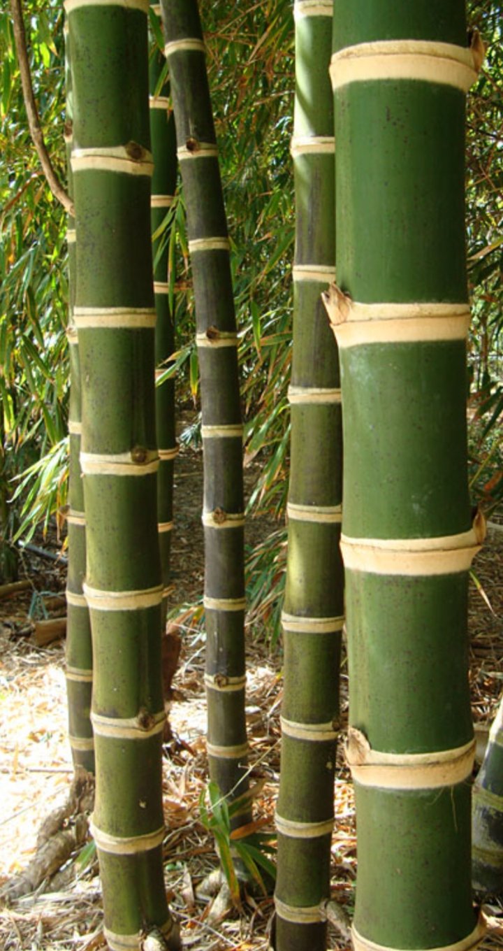 Green bamboo