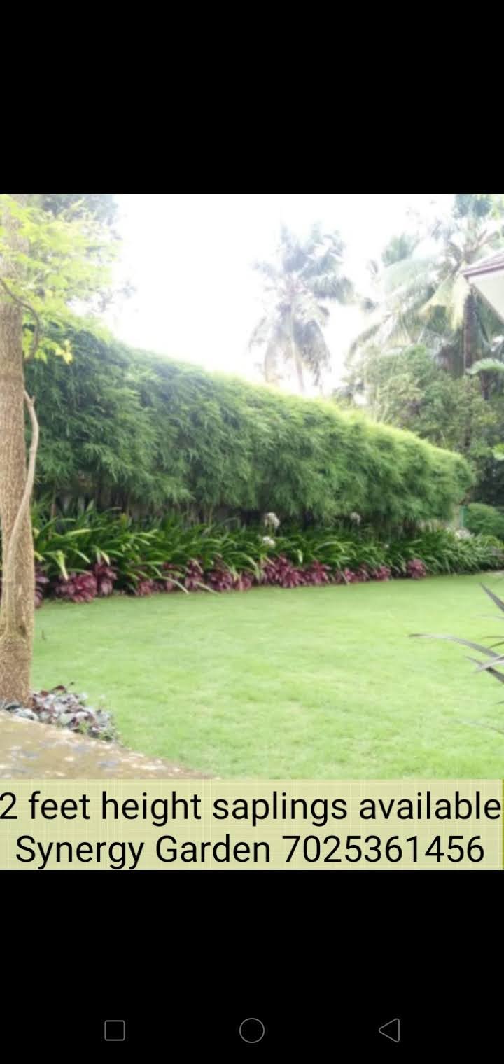 2-foot saplings