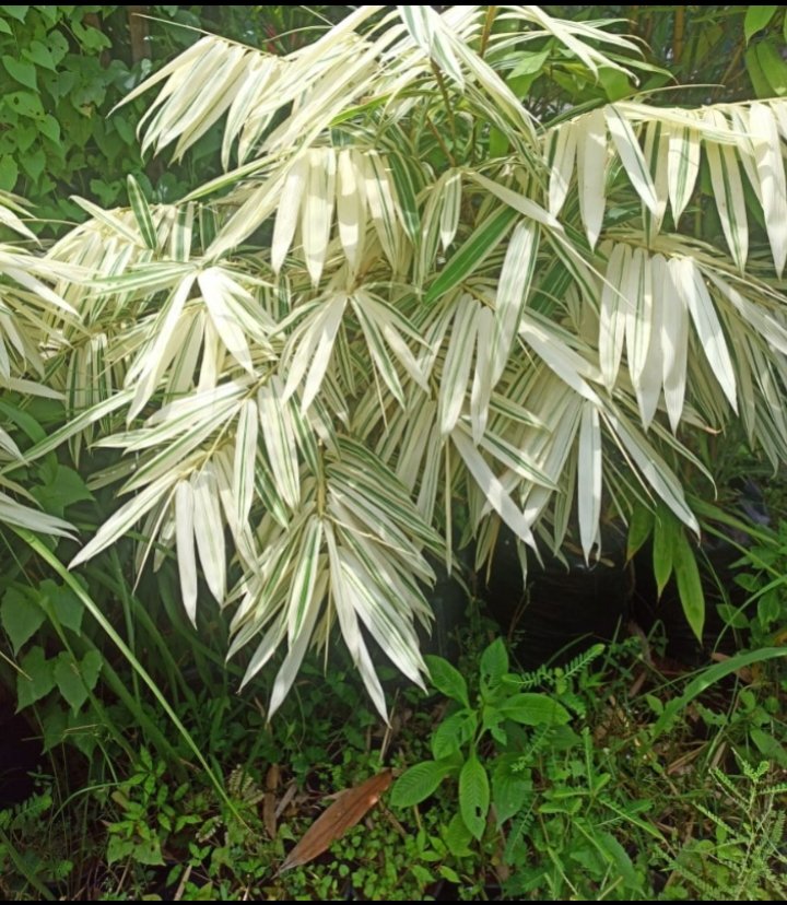 White-striped foliage