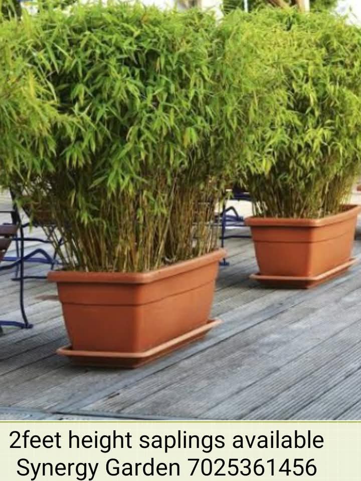 Planter clumps