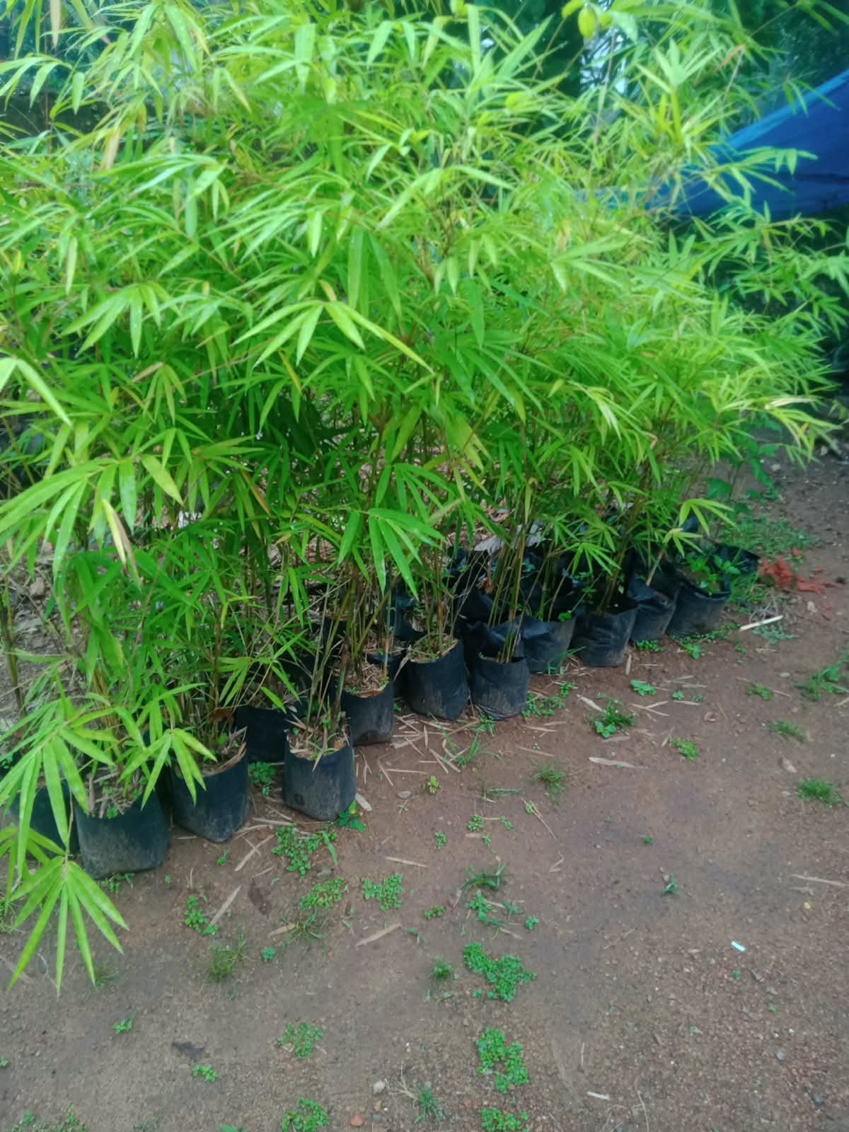 Bagged plants