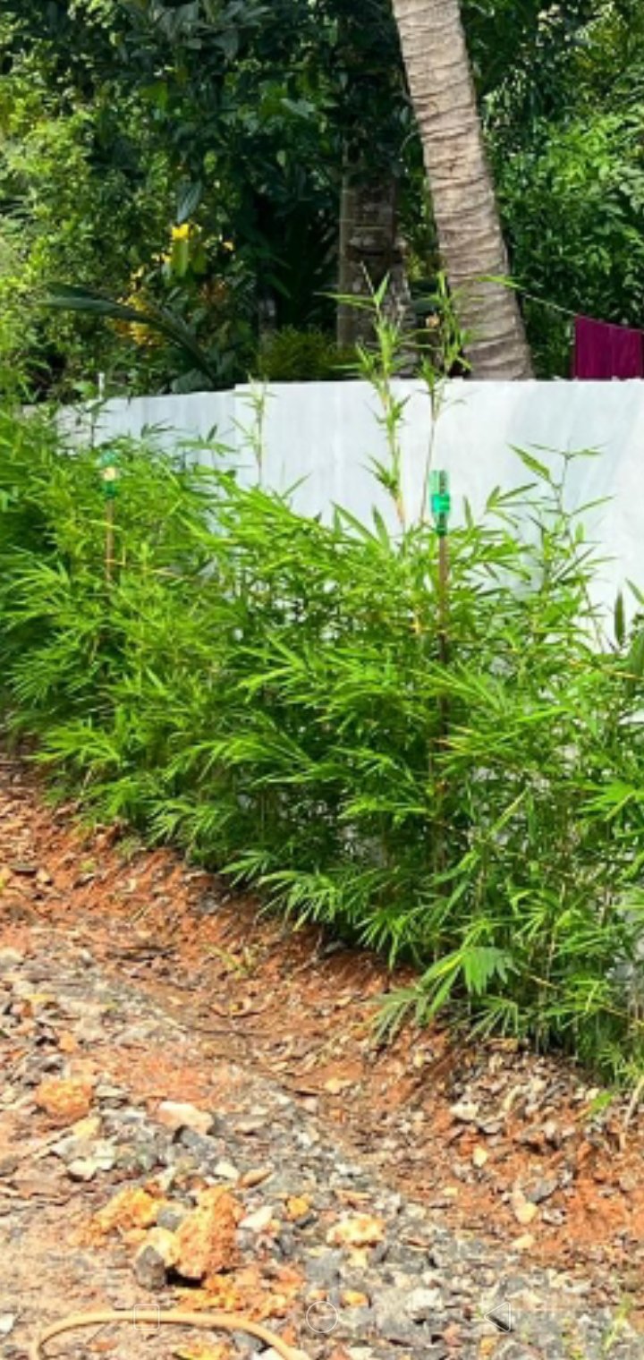 New hedge row