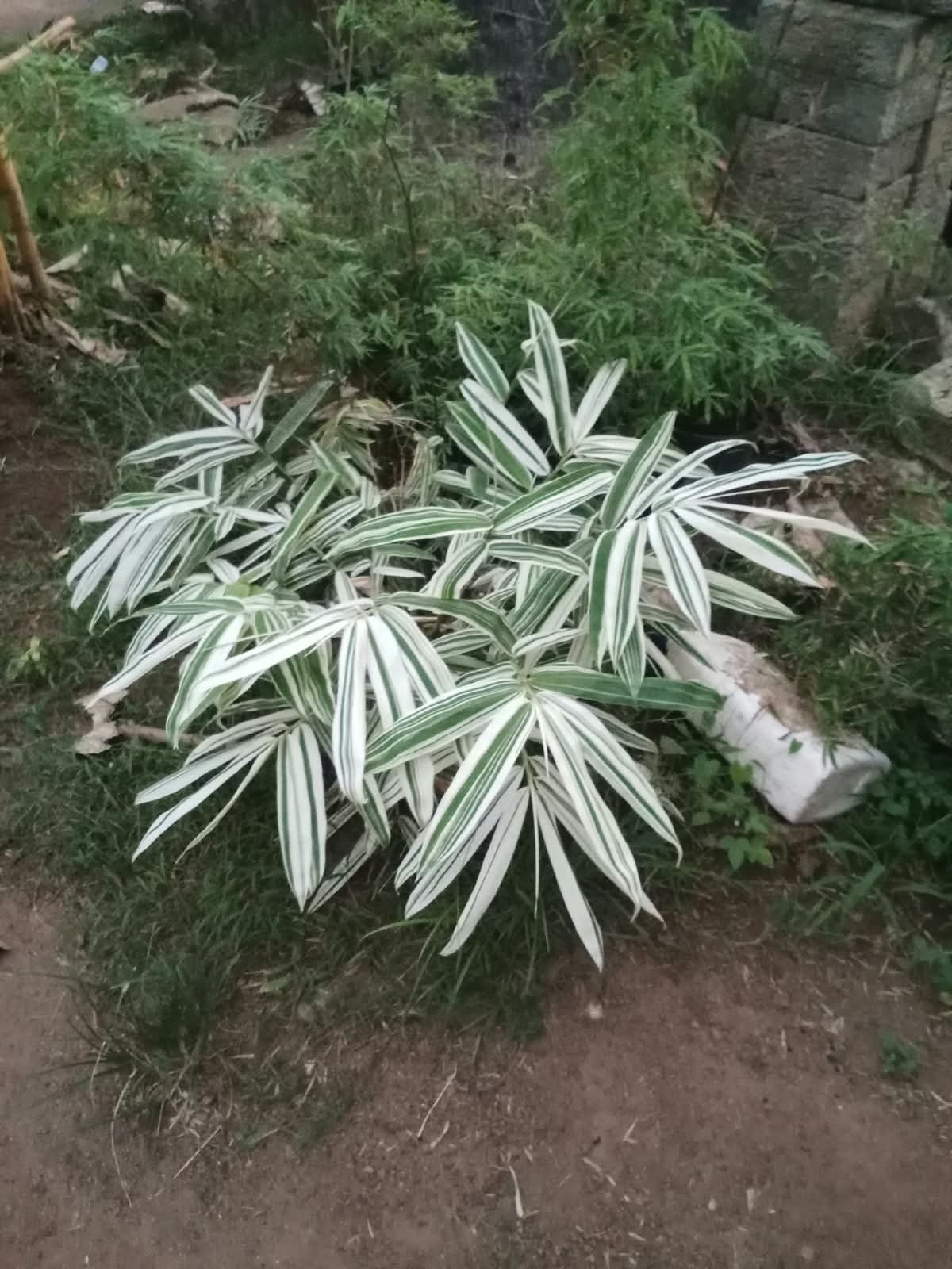 Striped garden plant