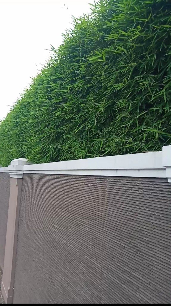 Wall-top hedge