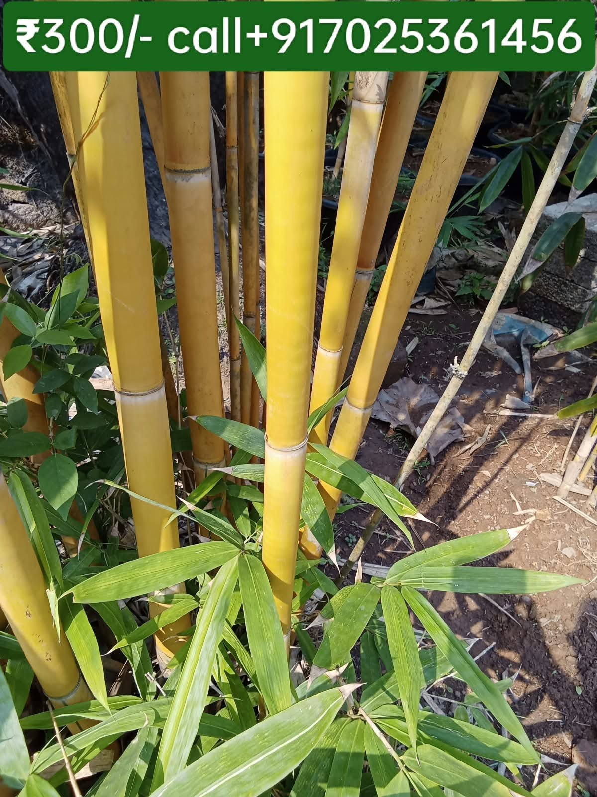 Young plants